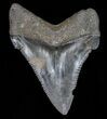 Angustidens Tooth - Megalodon Ancestor #40643-1